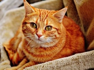 Uvéite chez le chat